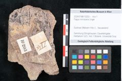 Foto (Objekt + Etikett) von Fagus ninnisiana Unger (NHMW-GEO-2024-0188-10203)
